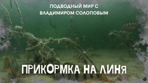 Прикормка на линя \ Подводный мир с Владимиром Солоповым
