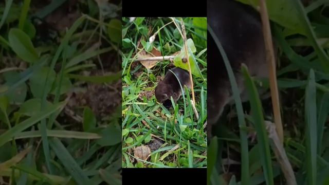 Жук против Мыша. смотреть онлайн