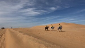 Арабские скакуны в ОАЭ|Конные скачки в Endurance Village Абу Даби