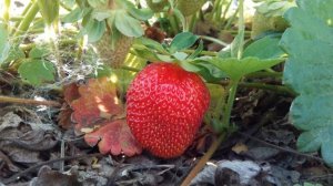 КЛУБНИКА РЕМОНТАНТНАЯ  ПОСАДКА,УХОД.