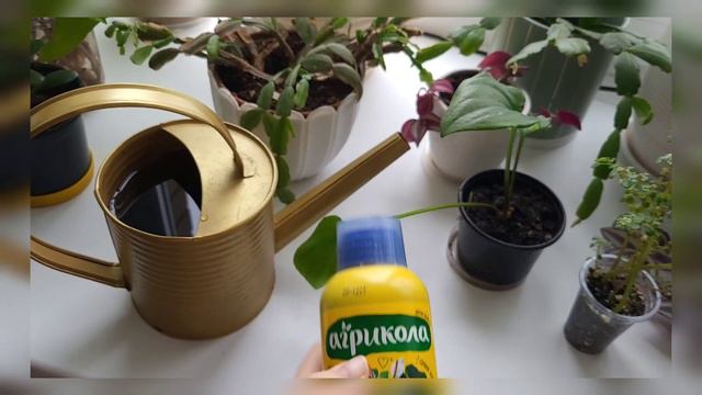 Удобрение для комнатных растений. Первый полив.