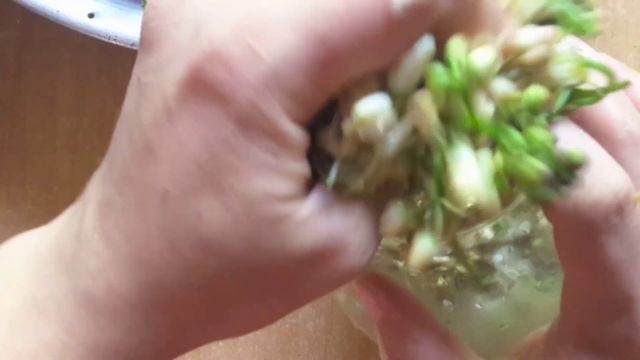 concoli hazirlamasi..როგორ დავამწნილოთ ჯონჯოლი ზამთრისთვის.. смотреть онлайн