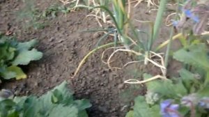 Огуречная трава, или Огуречник, или Бурачник, Бораго (лат. Borago)