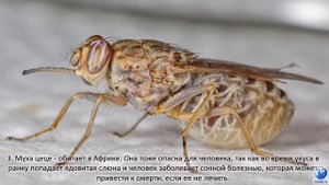 Cамые опасные насекомые мира для человека (шершень, комар, муха це-це и другие)