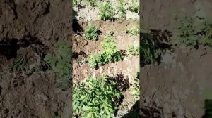Окучник для картофеля! На Т25 трёх корпусной