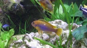 Beautiful Rusty cichlids ( Iodotropheus sprengerae)
