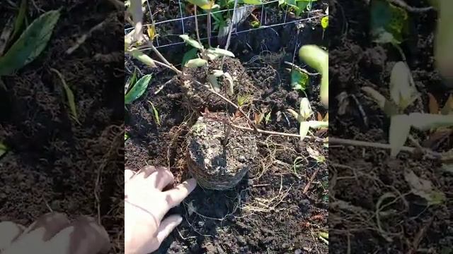 Каприфоль посадка смотреть онлайн