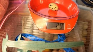 Я в ВОСТОРГЕ от моих ПЕРЕПЁЛОК породы ФЕНИКС - снесли яйцо 4 см , 20 грамм/ Мои перепела Мари Мисти