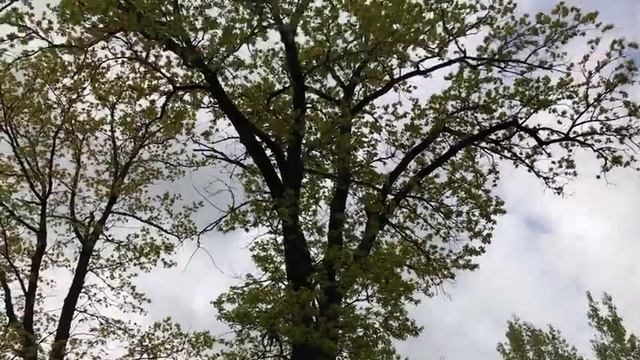 Театрализованная постановка по мотивам скандинавской сказки "Пер, Пол и Эспен". смотреть онлайн