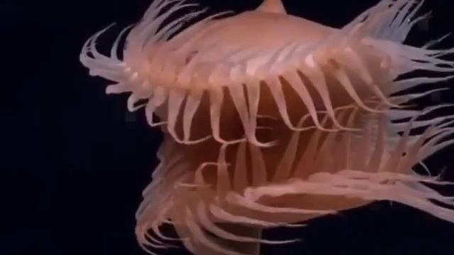 Actinoscyphia aurelia смотреть онлайн