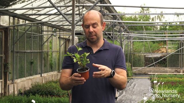 Check Out This Weigela Florida 'Sunny Princess' Plant - Newlands Nursery