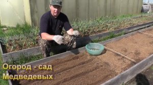 Особенности посадки ярового чеснока