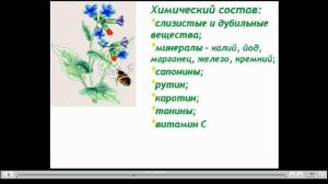 Медуница Полезные свойства