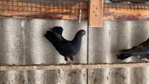 Арабы #голуби #pigeons #бакинскиеголуби