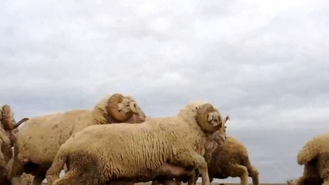 Барашки смотреть онлайн