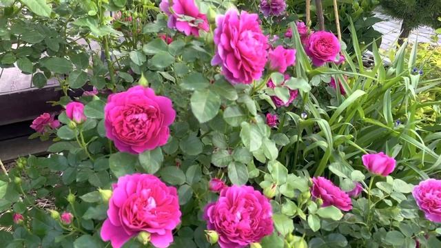 Любуюсь садом и обсуждаю проблему «Хлороз розы» смотреть онлайн