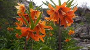 Цветок Айгуль (Лунный цветок) - рябчик Эдуарда (лат. Fritillāria eduárdii)