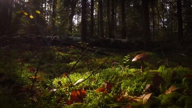 Осень в санатории "Лесное" смотреть онлайн