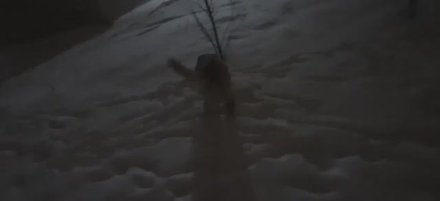 Собака лабрадор ретривер ест какашки на улице. Собака лабрадор Тафгай на прогулке смотреть онлайн