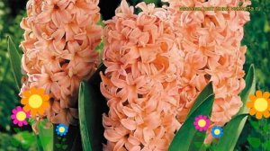 Гиацинт Джипси Квин. Краткий обзор, описание характеристик, где купить луковицы Gipsy Queen