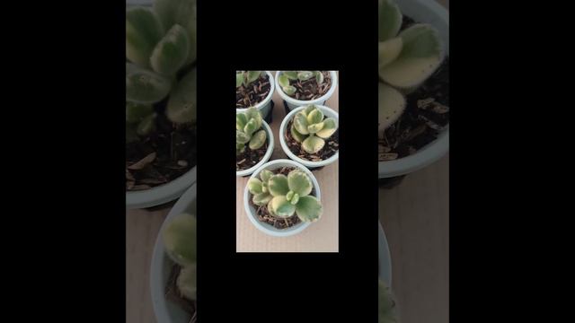 #short Garritas de oso variegadas o Cotyledon Tomentosa variegado❤️❤️❤️