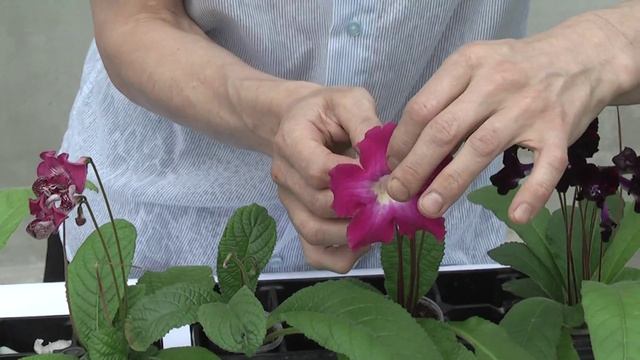 Стрептокарпусы силиваны и махровые