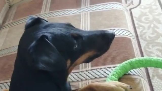 Ягдтерьер Eva врага надо знать в лицо смотреть онлайн