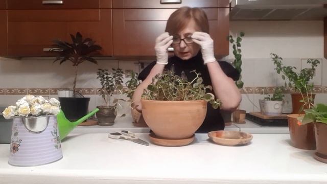 УХОД ЗА КОМНАТНЫМИ ЦВЕТАМИ ВЕСНОЙ.