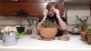 УХОД ЗА КОМНАТНЫМИ ЦВЕТАМИ ВЕСНОЙ.