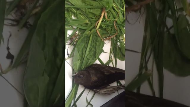 Стриж раненный смотреть онлайн