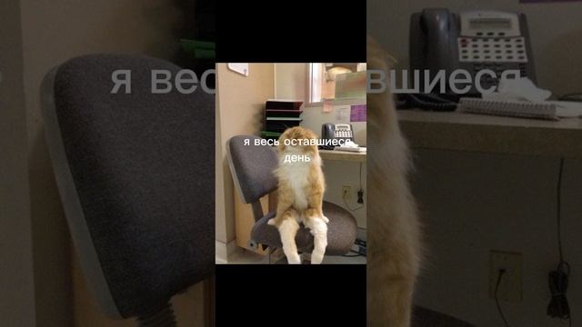 мой день