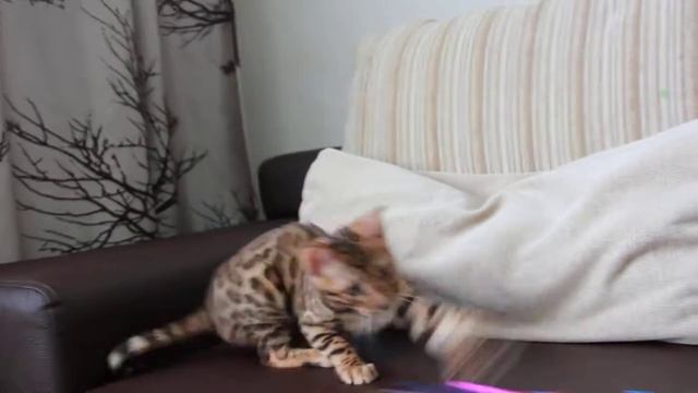 Бенгальский котенок -мини леопард с прекрасным характером смотреть онлайн