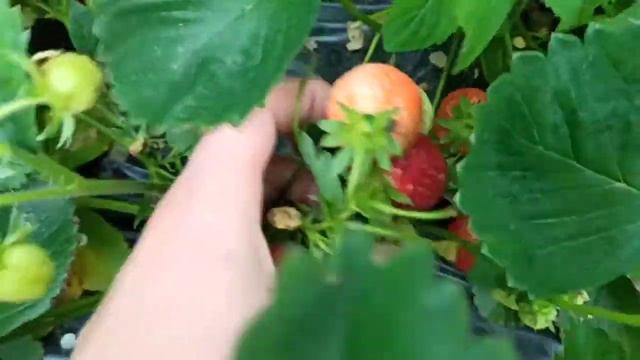 Сравнение сортов Флер Клери Хоней.часть 3 Урожайность .Что лучше? #shorts #сравнение# флер #клубник смотреть онлайн