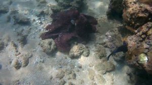 Сноркелинг на Шри-Ланке, Хиккадува. Sri Lanka, snorkeling in Hikkaduwa