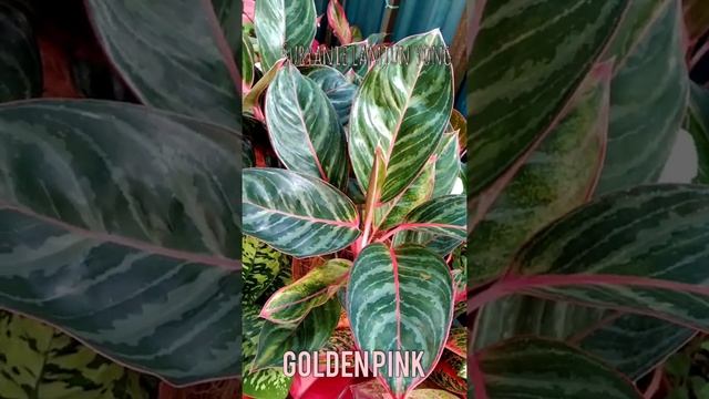 aglaonema golden pink