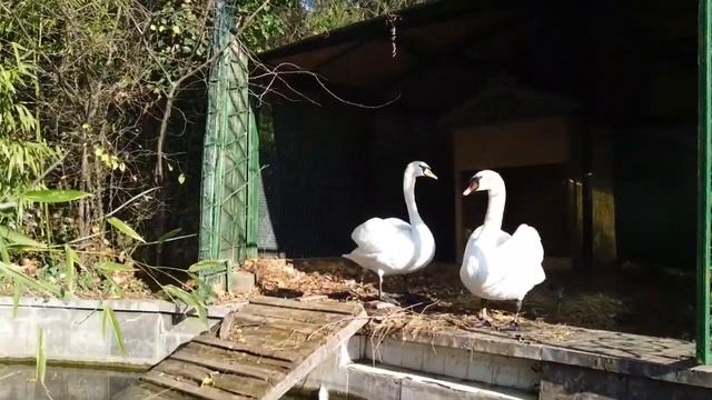 Ялта-21. 6 серия. Лебединое озеро.mp4 смотреть онлайн