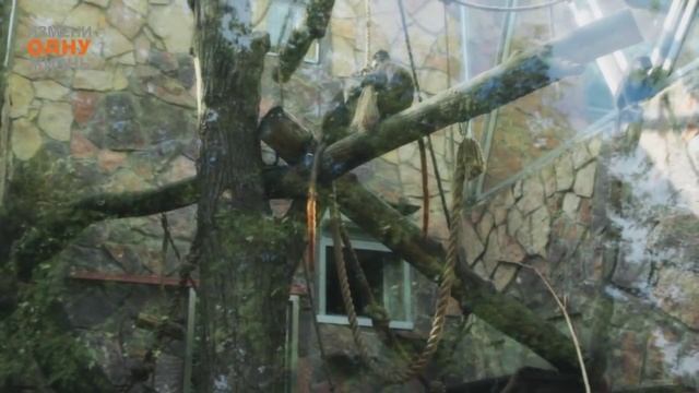 Cемья Смирновых. Счастливая история
