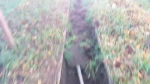 Подготовка голубики к зиме.Дренажная траншея