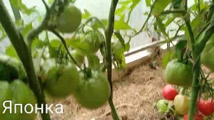 Томат - Японка ???