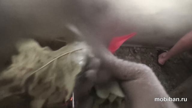 Печь КЦ-1. Пар жжёт листву смотреть онлайн