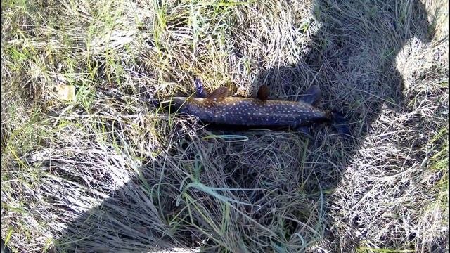 ЩУКА 5,2 КГ.Карельская рыбалка.Спиннинг и самоловки.PIKE 5,2 KG.Karelian Fishing.Spinning.