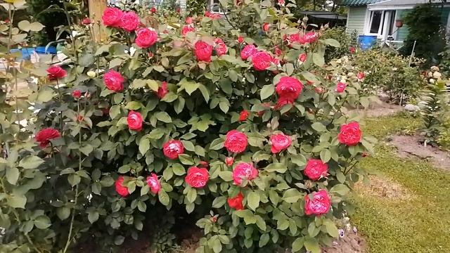 Делюсь красотой. Цветут розы в моем саду. Роза королева сада. смотреть онлайн