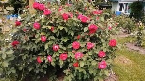 Делюсь красотой. Цветут розы в моем саду. Роза королева сада.