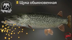 ЩУКА - ТРОФЕЙНАЯ - оз. СТАРЫЙ ОСТРОГ  РУССКАЯ РЫБАЛКА 4 | RUSSIAN FISHING 4@Z-B-G 