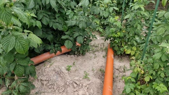 выращивание ремонтадной малины в Германии