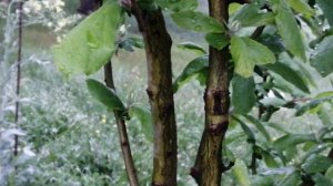 Цветение мушмулы, мушмула крупная и сладкая