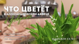 Что цветёт в Александровском дворце в феврале?