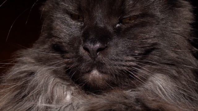 Мейн-кун ЛЕО. БОЛЬШОЙ КОТ смотреть онлайн