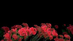 ЛУЧШЕЕ ИСПОЛНЕНИЕ. Миллион алых роз.