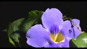 🎵 Мой Господь • Песнь Возрождения 1562 | Христианское караоке